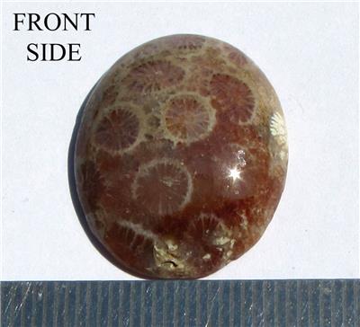 Fossil Coral Oval Cabochon
